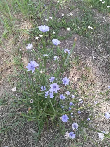 Cicoria comune