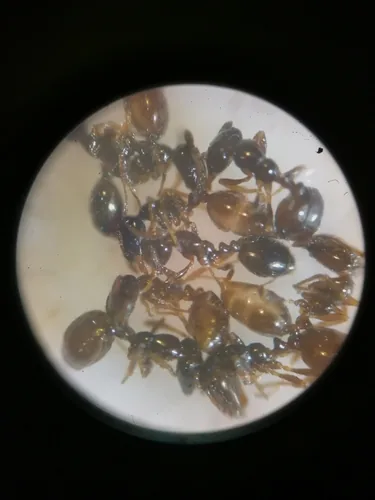 Monomorium monomorium