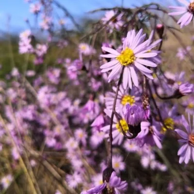 Tripolium pannonicum