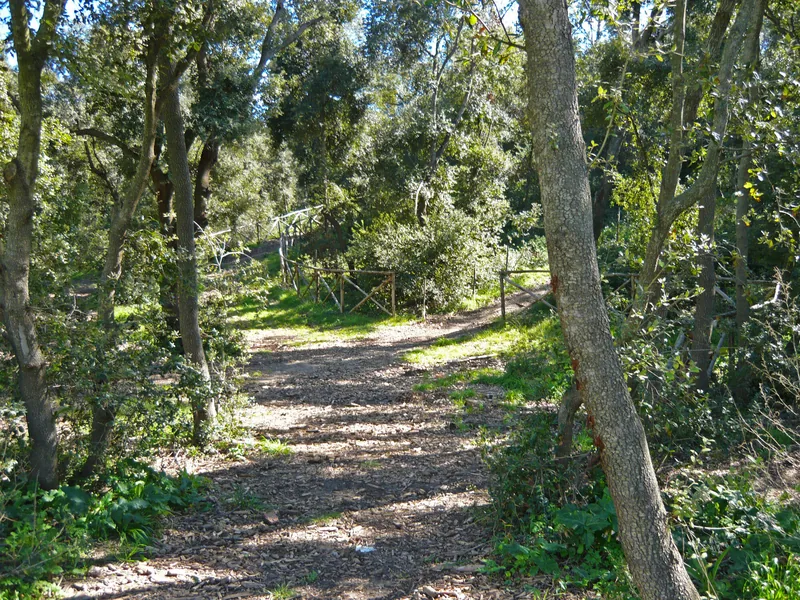 Bosco di Cerano