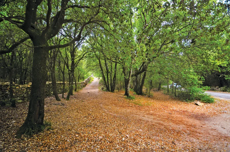 Bosco delle Pianelle