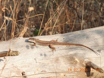lucertola campestre