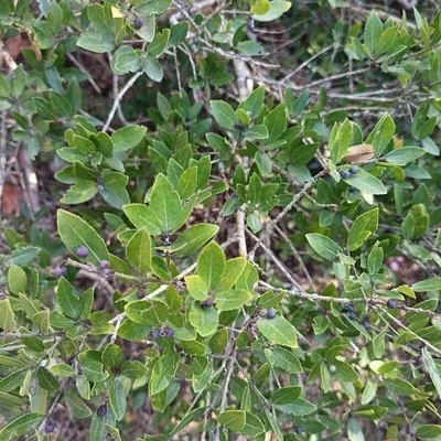 Fillirea