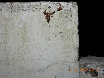 Euscorpius garganicus