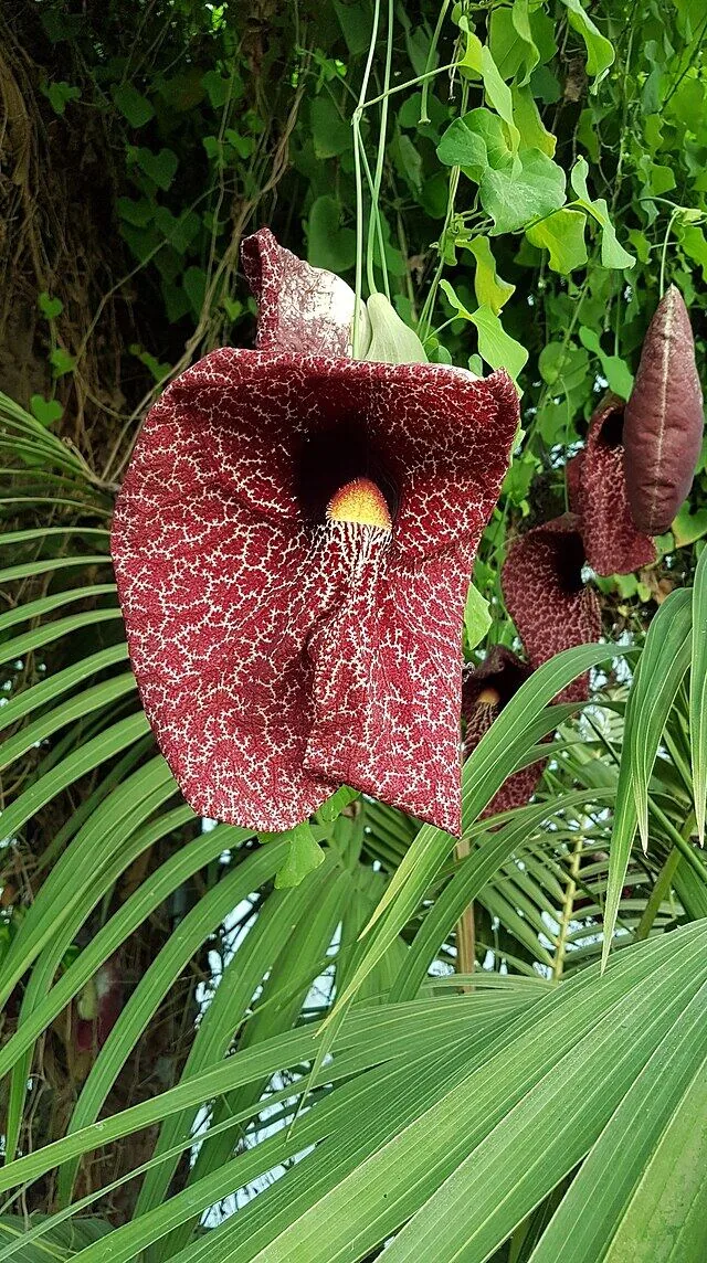 Serra tropicale