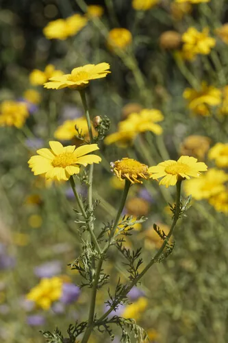 Glebionis coronaria