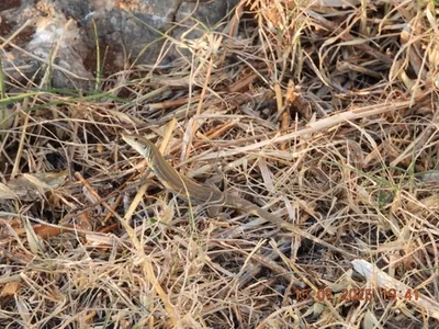 lucertola campestre