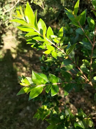 Myrtus communis