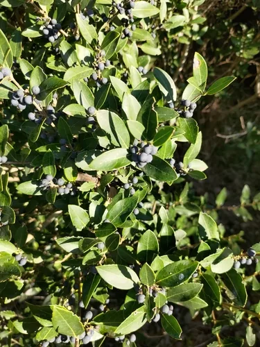 Fillirea