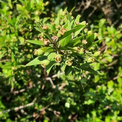 Myrtus communis