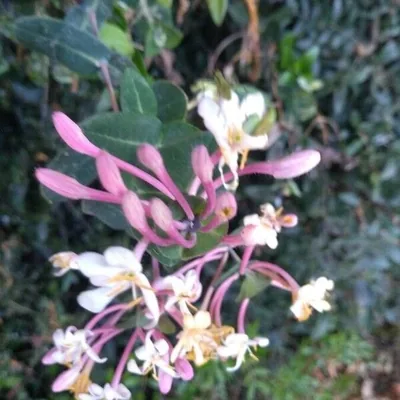 Caprifoglio mediterraneo