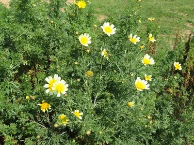 Glebionis coronaria