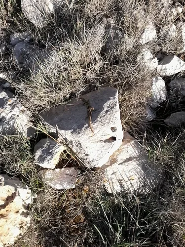 lucertola campestre