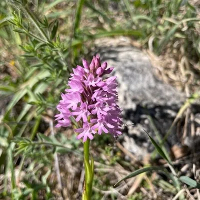 Orchide