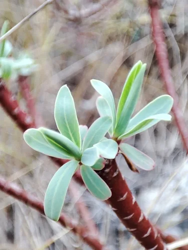 Euforbia arborea