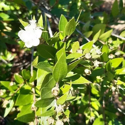Myrtus communis