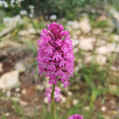 Orchide