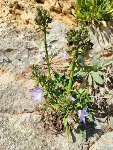 Campanula pugliese