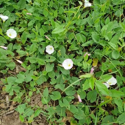Vilucchio comune