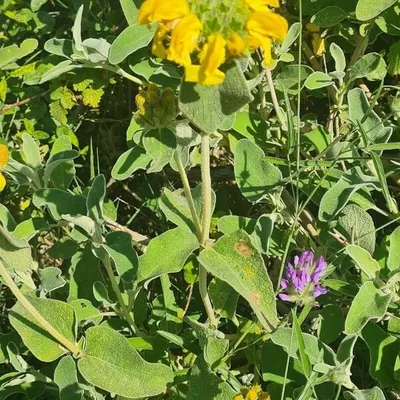 Salvione giallo