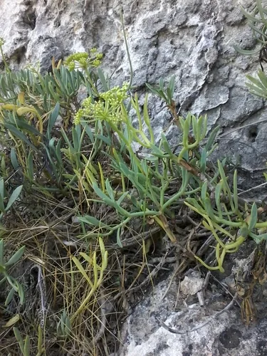 Finocchio marino