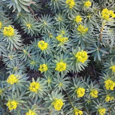 Euforbia arborea