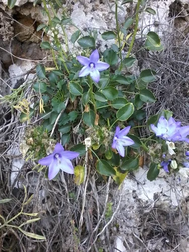 Campanula pugliese