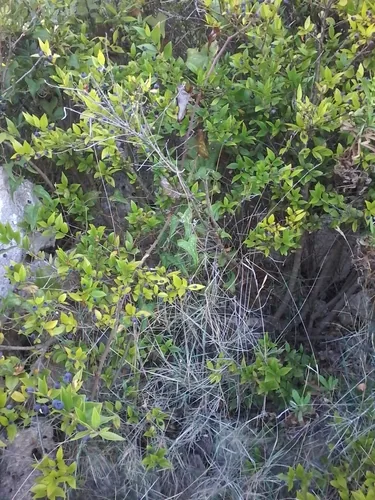 Myrtus communis