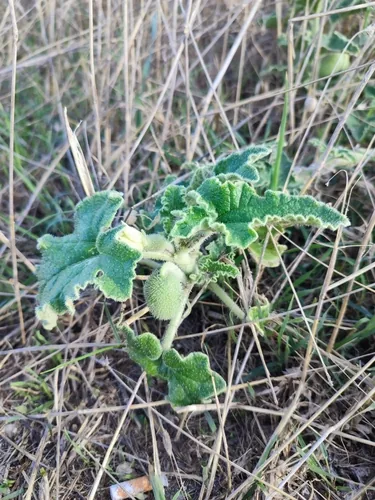 Cocomero asinino