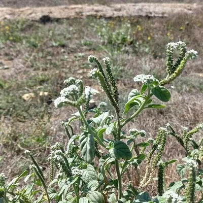 Eliotropio selvatico
