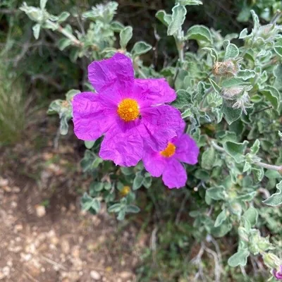 Cisto di Creta