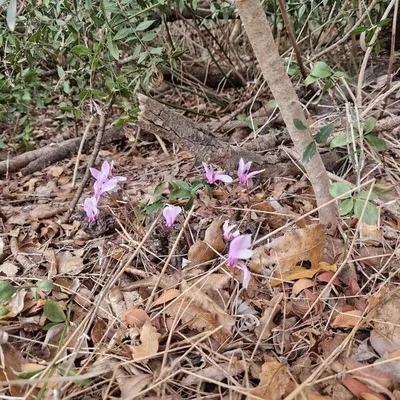 Ciclamino napoletano