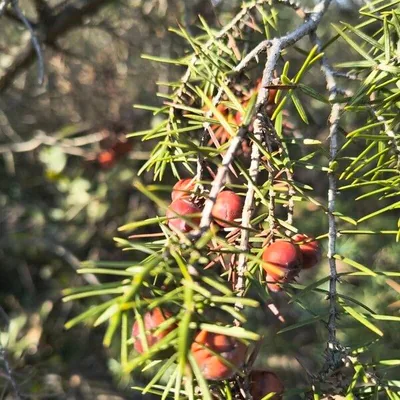 Juniperus oxycedrus