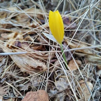 Zafferanastro giallo