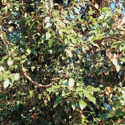 Leccio