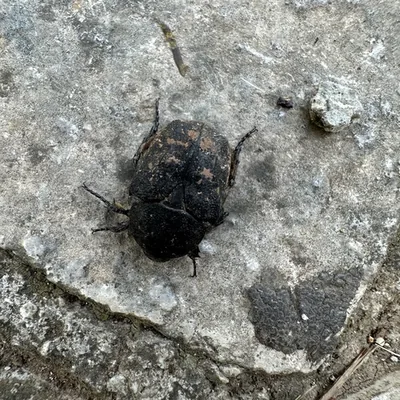 Protaetia morio