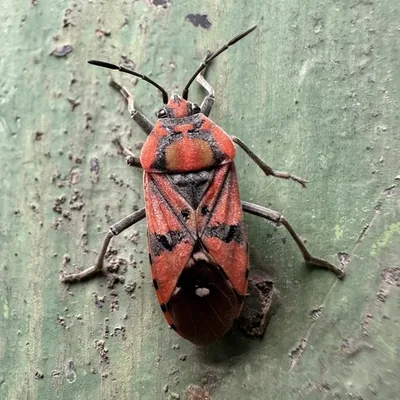 Spilostethus pandurus