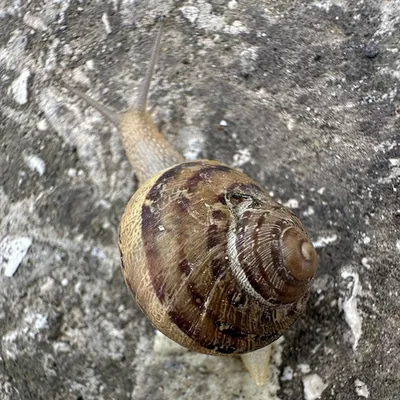 Chiocciola zigrinata