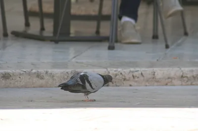Piccione selvatico