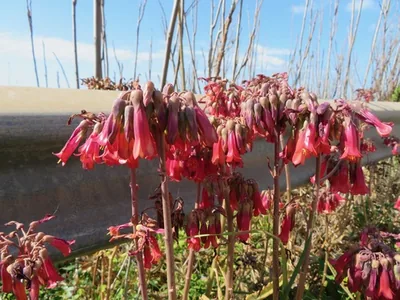 Kalanchoe houghtonii