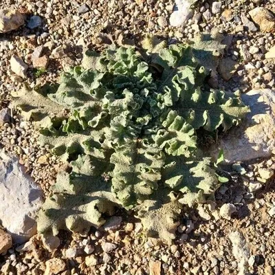 Verbascum sinuatum