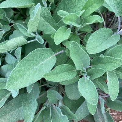 Salvia domestica