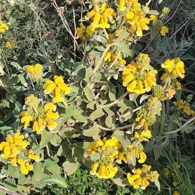 Salvione giallo