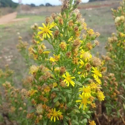 Enula viscosa