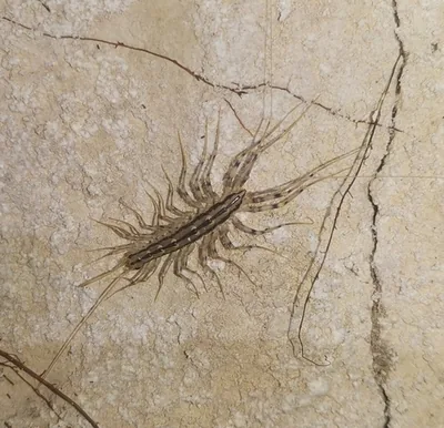 Scutigera comune