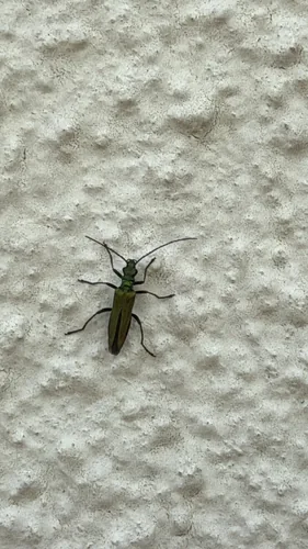 Oedemera nobilis