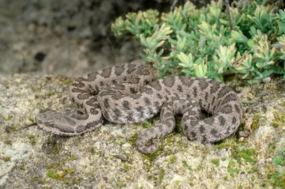 vipera comune