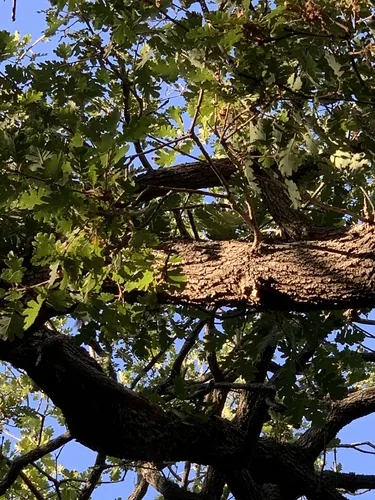 Quercia pubescente