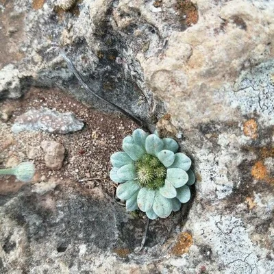 Filago pygmaea