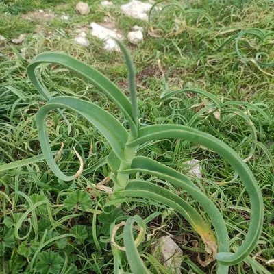 Aglio delle isole